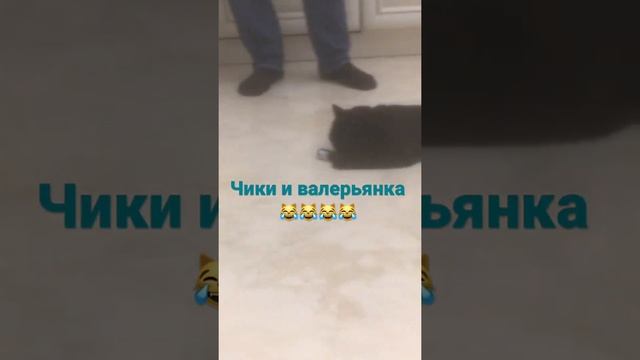Чики и валерьянка 😹😹😹😹😹😹😹😹😹😹😹😹😹😹 смотреть онлайн