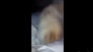 Животные чихают