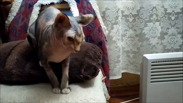 Кошачий влог// Сима знакомится с Маней смотреть онлайн