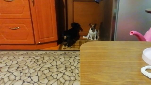 тайная жизнь собак смотреть онлайн