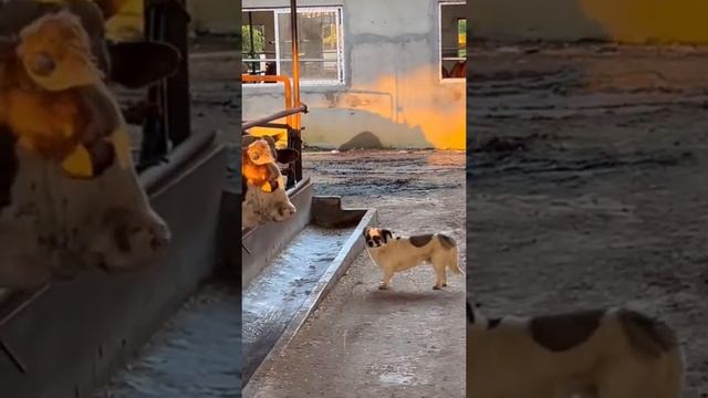 #Собаки #Dogs #Animalfun #смешныесобаки смотреть онлайн