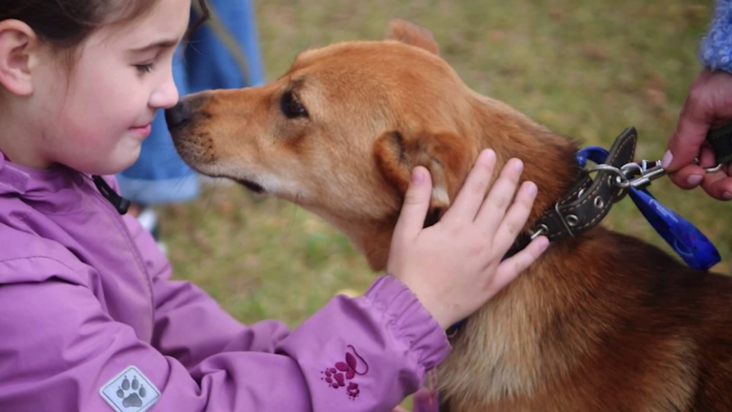 Слайд шоу с фестиваля "Собаки в городе 2019" под песню "Раз собака" - Наталии Лансере смотреть онлайн