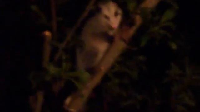 opossum in the tree смотреть онлайн