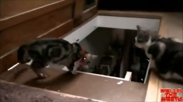 Кот проказник смотреть онлайн