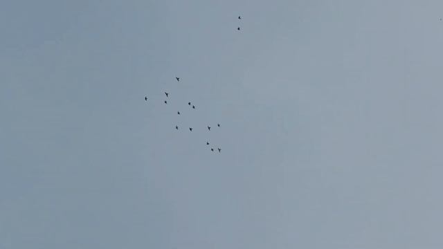 Мои пешеходы ♂️ снимают обувь смотреть онлайн