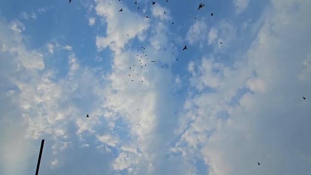 Жёлтые голуби есть брак смотреть онлайн