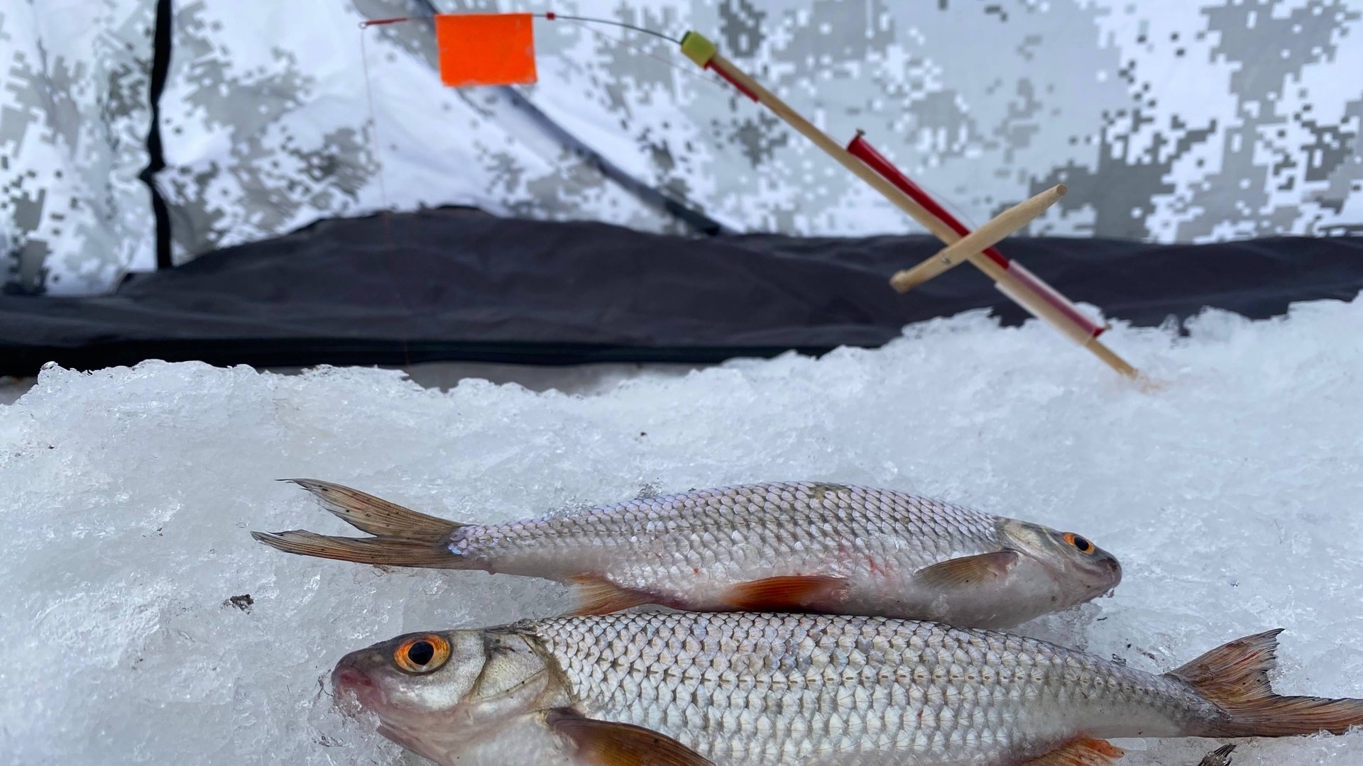 Плотва загибает флажки самодельных удочек, жерлиц. Тест в палатке.