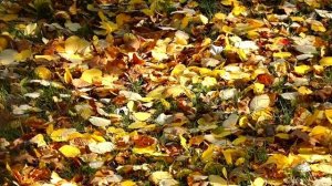 01. 01.  Зинаида Миркина.  Избранное.