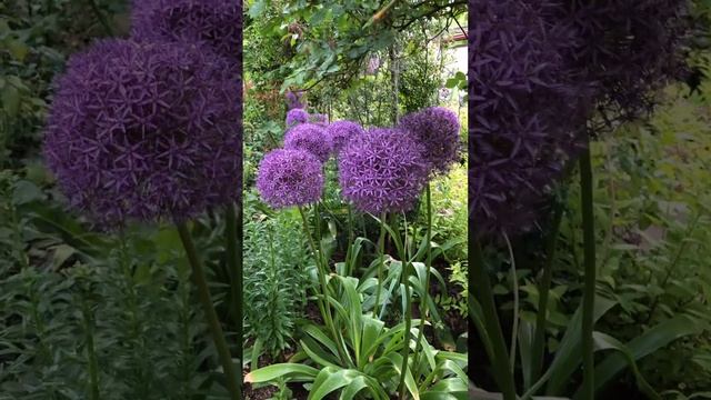 ИЗ ЖИЗНИ САДА. 15 мая 2024. #garden #цветники #цветы #сад #flowers смотреть онлайн