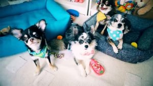 сМОТРИМ мЭДЖИК пЕТС эННИ МАДЖИК