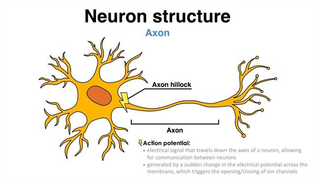 Structure and Function of a Neuron смотреть онлайн