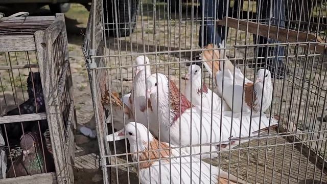 Голуби цены Птичий рынок г Пятигорск -ч2 смотреть онлайн