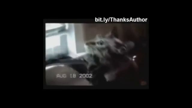 Кошки любят воду только по своей воле!!! смотреть онлайн