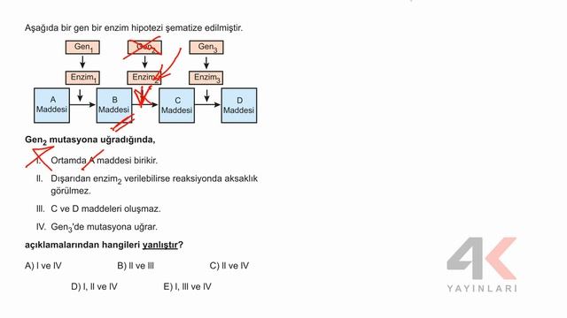 4K AYT Biyoloji Soru Bankası Bölüm 03 Test 05 смотреть онлайн
