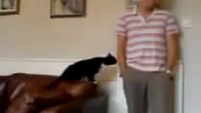 Кот напакостил и просит прощения  Очень смешно