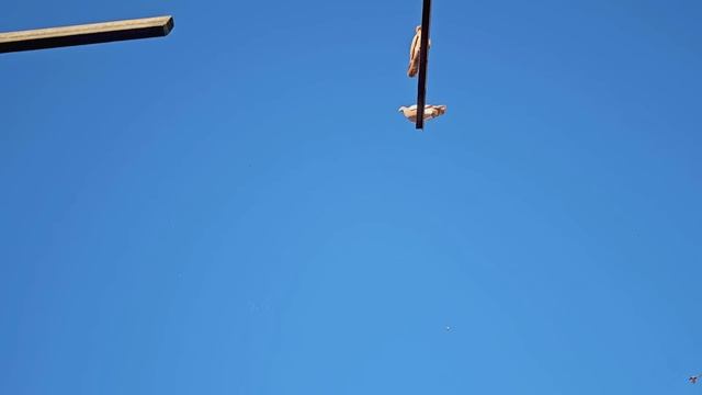 На улице Праздник голубей в небо смотреть онлайн