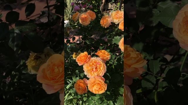 РОЗА - ПРАЗДНИК . Ла Вилла Кота #цветники #rose #garden #клумбы #цветы смотреть онлайн