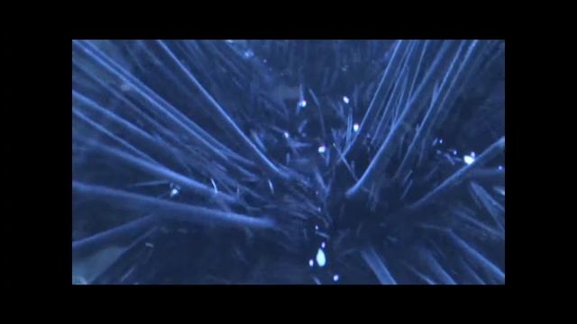 Longspine Urchin And His CRAZY Red Eye (set To Daft Punk)