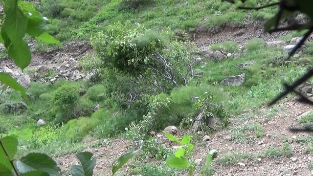 KEW tivi (86 Videos) Partridge Keklik Kew الحجل 鹧鸪 Rebhuhn куропатка Perdiz Chukar смотреть онлайн