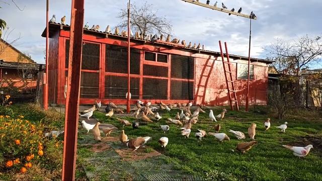 Голуби в прямом эфире смотреть онлайн