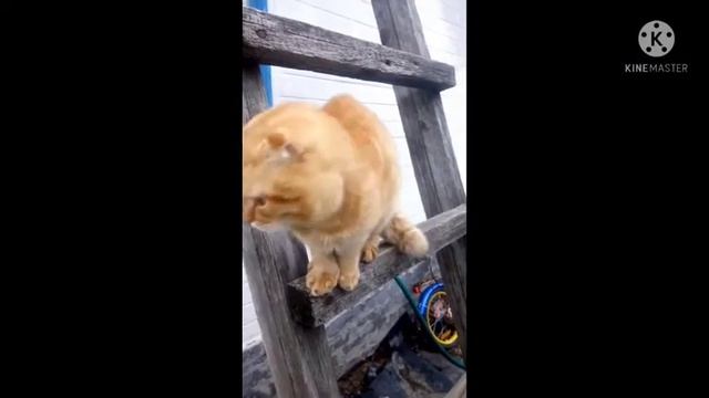 Бродяжка тролит немецкую овчарку, вислоухие коты смотреть онлайн