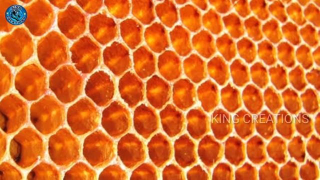 Honey Bees life story in Telugu смотреть онлайн