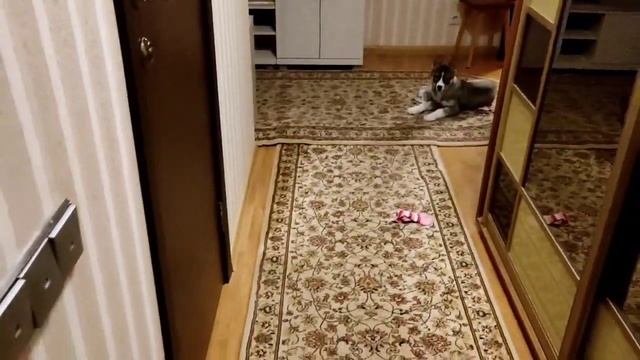 Приключение миски смотреть онлайн
