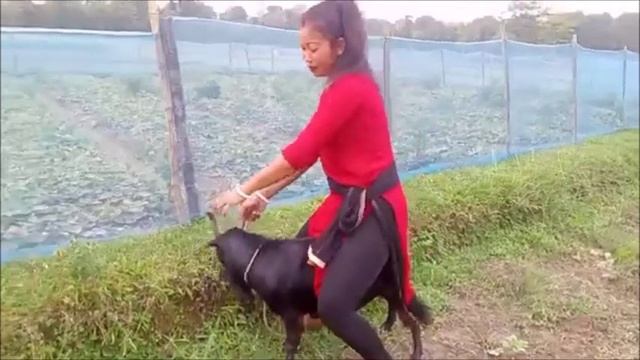 goat riding lady__ goat riding vlog смотреть онлайн