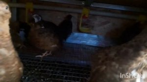 Полное разочарование. Порода перепелов Селадон.