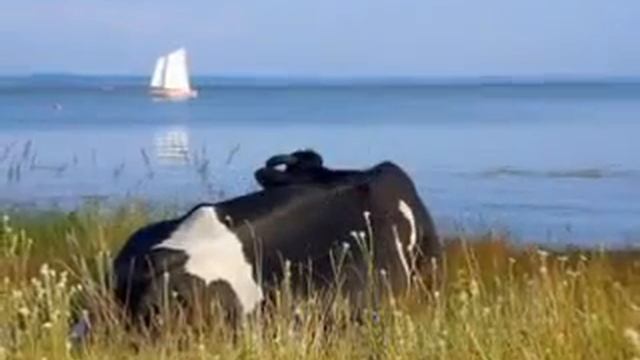 Светлана Копылова Богатый или бедный смотреть онлайн