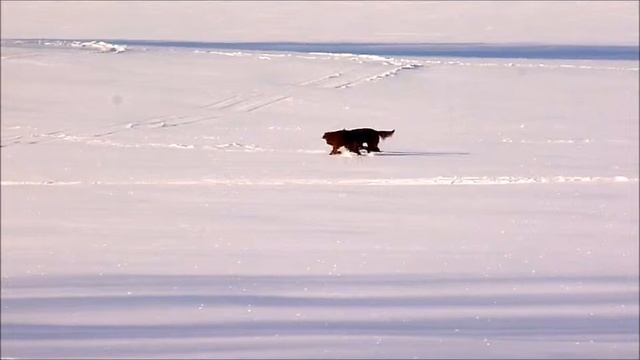 белка 2 смотреть онлайн