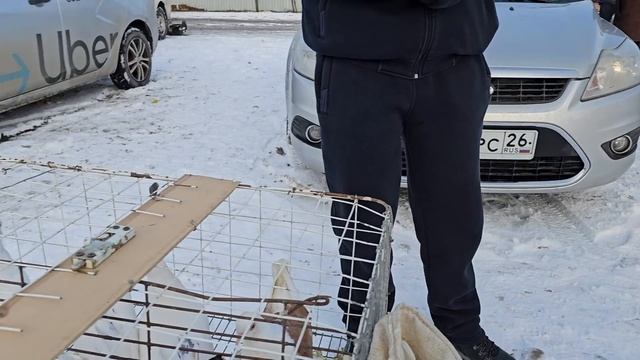 Голуби цены Птичий рынок г Пятигорск -ч2 смотреть онлайн