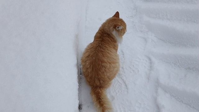 Выйду на улицу, гляну на село.