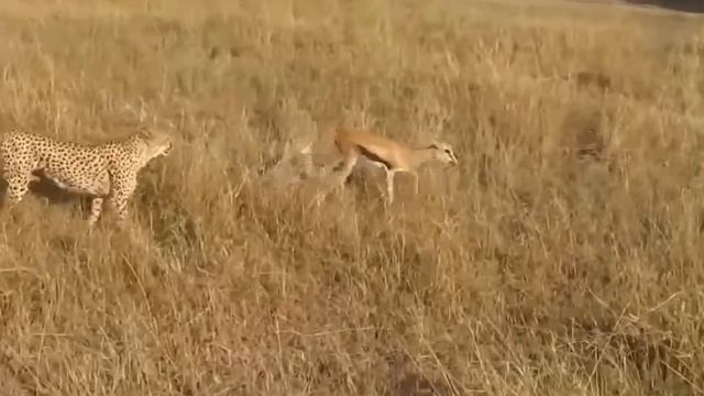 Cheetah vs Antelope - Mother Cheetah Hunted Prey For Her Child - Animal Attacks смотреть онлайн