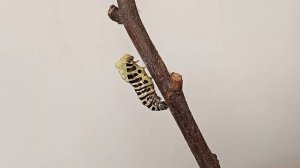 Гусеница бабочки Махаон. Превращение в куколку