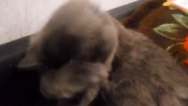 КОШКА КИТТИ 1 смотреть онлайн