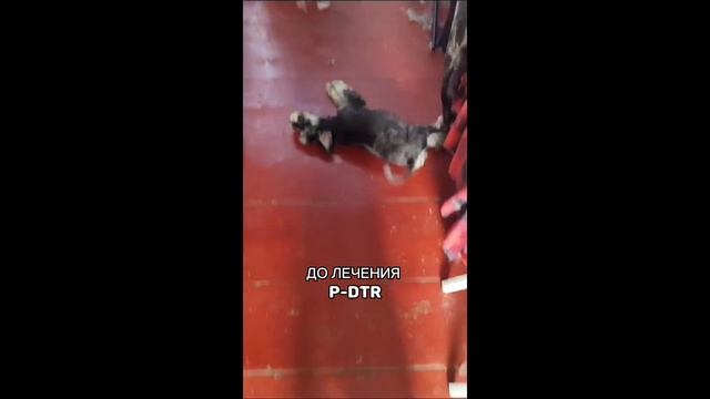 Как помочь собаке после инсульта? #pdtr #методpdtr #пдтр смотреть онлайн