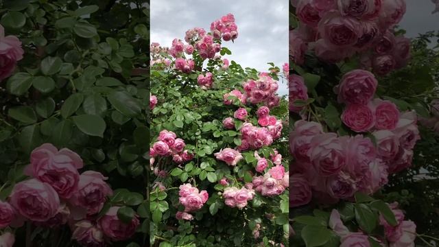 СКОРО НАЧНЁТСЯ ВРЕМЯ РОЗ. ГОТОВЫ ? Я ОЧЕНЬ ЖДУ. #сад #garden #цветы #розы смотреть онлайн