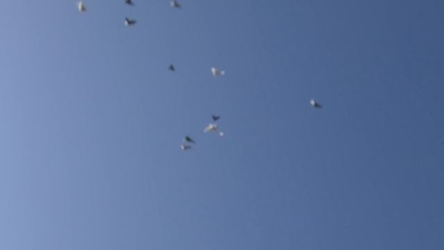 11.11.19. Моздокские и Ленинаканские Голуби. Mozdok And Leninakan Pigeons