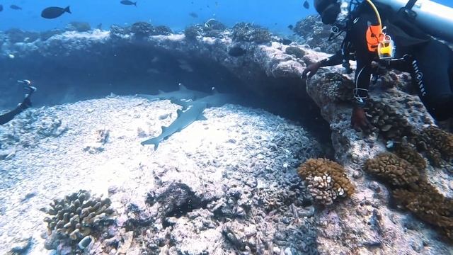 Bora Bora & Fakarava, French Polynesia underwater смотреть онлайн