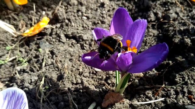 В мире насекомых 🪰🦟🐞🐝🐜 смотреть онлайн