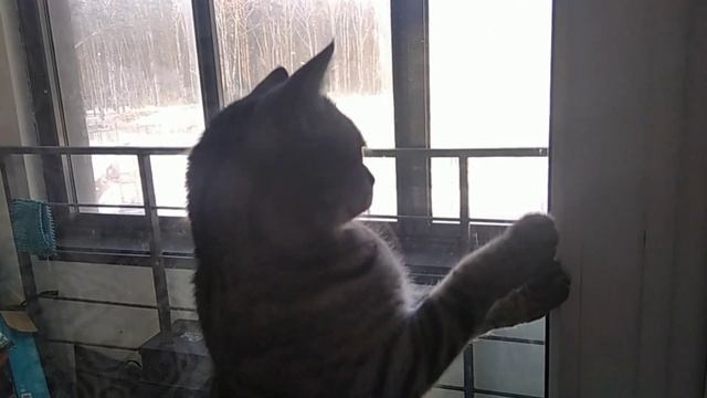 Кошка в ШОКЕ от этого ЯВЛЕНИЯ❄️🌁🌡️☀️ смотреть онлайн