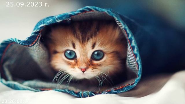 790 Чудовища 25.09.2023 г смотреть онлайн