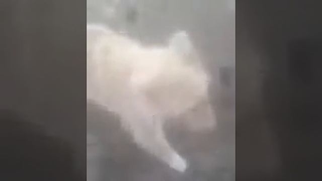 Тема : собаки смотреть онлайн