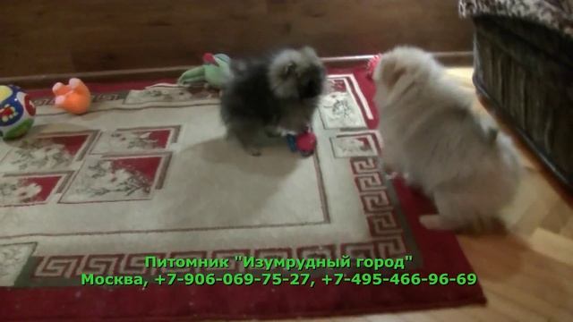 Живанши видео 1 смотреть онлайн