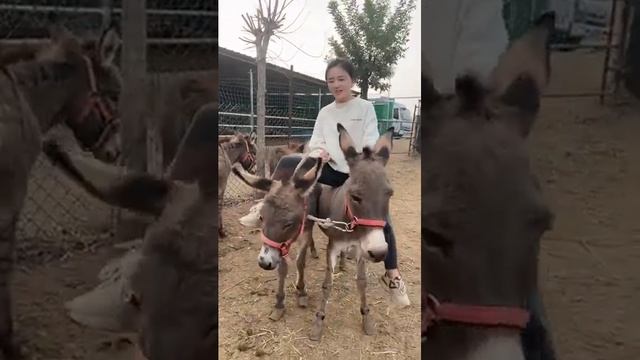 Girl riding on two donkeys смотреть онлайн