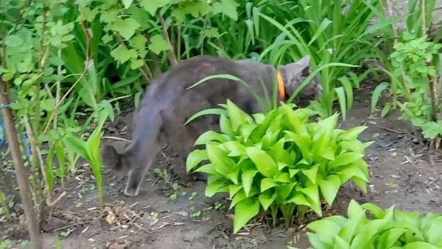 😸 Колоритный симпатичный, Серый кот😺 с оранжевыми глазами.👀#котики #приколы #catlover #кот #милота
