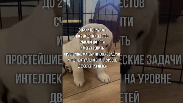 Интересные факты о животных часть 22 смотреть онлайн