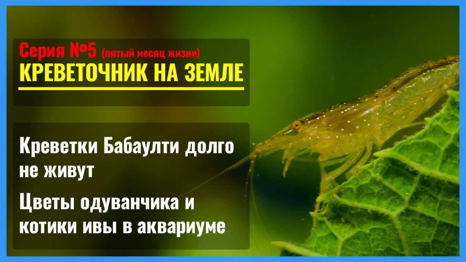 Серия 5. Отчего сдохла креветка БАБАУЛТИ? смотреть онлайн