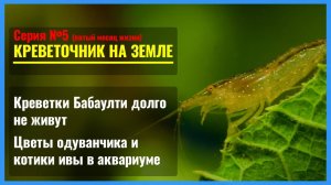 Серия 5. Отчего сдохла креветка БАБАУЛТИ?